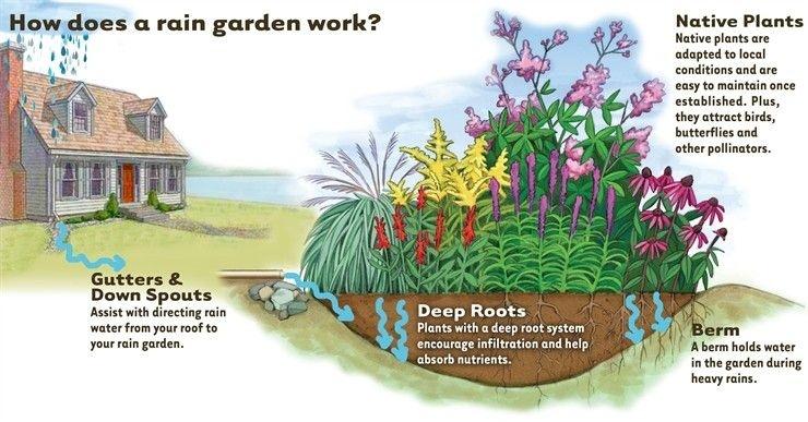 b2ap3_large_rain_garden - LEI Oregon